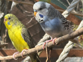 Breeding Pair of budgies