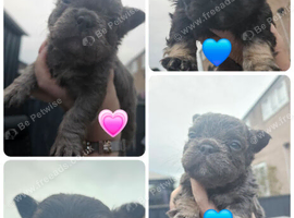Fluffy french bulldog puppies