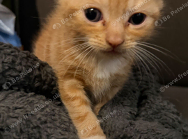 5 loving/social kittens available