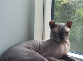 Sphynx for STUD/Mating