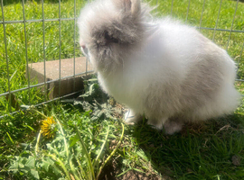 Beautiful grey/white blue eyed friendly fluffy male rabbit