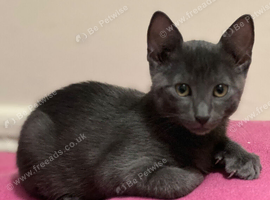 Gorgeous Russian Blue kitten