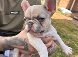 French bull dog puppies