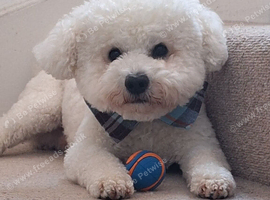 KC Registered bichon frise, new for stud