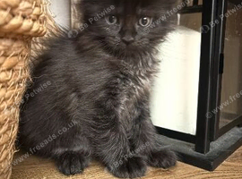 TICA registered stunning Maine coon kittens
