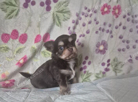Male chihuahua