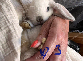 Mini lop pure bred