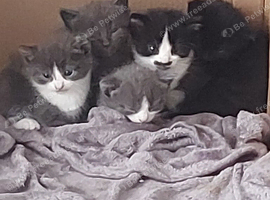 Beautiful fluffy kittens