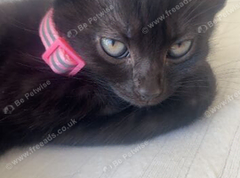 black kitten for sale