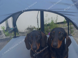 Brother and sister available