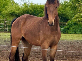 Bay 3yr gelding aes reg can oversto as pre fusion