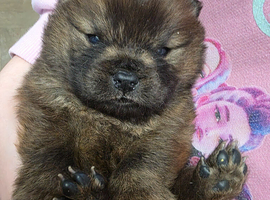 Chow Chow Puppies
