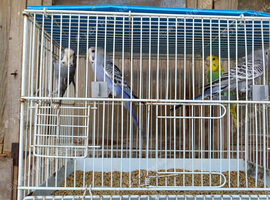 12 baby budgies for sale