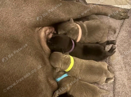 Home Raised Blue Staffordshire Bull Terrier Puppies