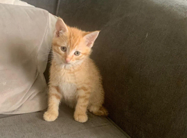 Kittens for sale beautiful and healthy