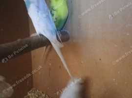 5 budgies