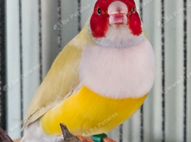 Gouldians available