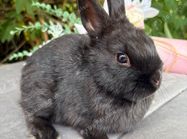 Netherland dwarf male