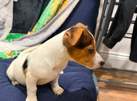 Boy Jack Russell puppy
