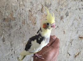 Semi Tamed x4 Cockatiels for sale