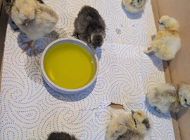 USA bearded silkies