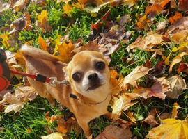 Beautiful Chihuahua Stud