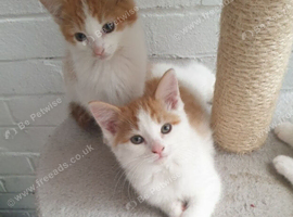 Beautiful kittens