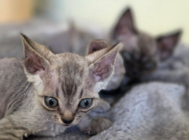 Devon Rex Pedigree TICA Registered