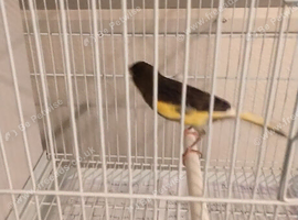 Canaries