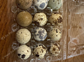 12 quail eggs for sale ( can post)