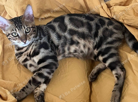 Bengal boy