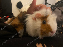 2 male Guinea pig babies