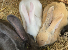 Continental giant rabbit babies
