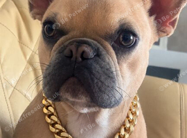 French bulldog