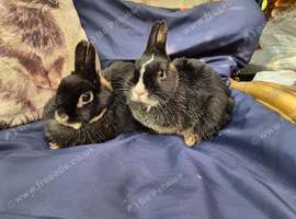 Mum and Daughter looking for a new home.
