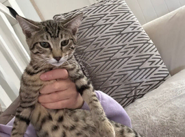 Savannah kitten