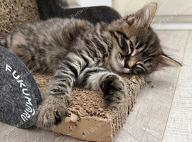 3 tabby kittens ready for a home
