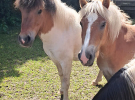11.2hh 3y.o. palomino DHP filly.
