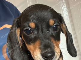 Gorgeous dachshund puppies