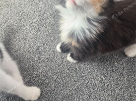 Beautiful playful kittens