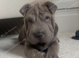 Sharpei blue male