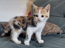 Playful kittens