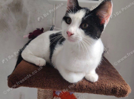Female kittens