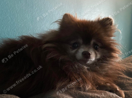 Stunning Male Older Pomeranian