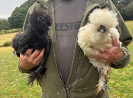 Pair of beautiful bearded silkies for sale