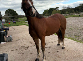 14hh sec c