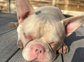 Male pink french bulldog