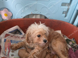 Cavapoo puppies