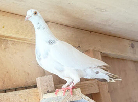High flyer and fancy pigeons
