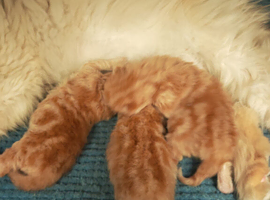 3 red tabby male persian kittens